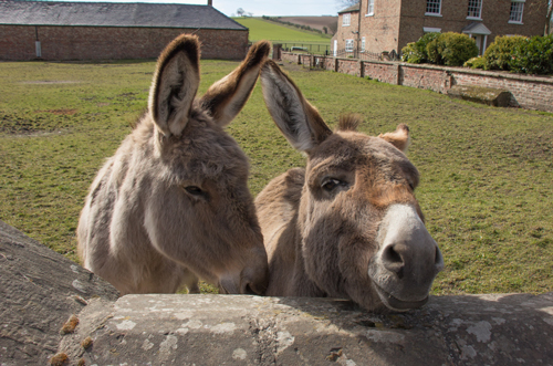 Donkeys at West Lutton